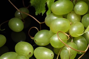 高清葡萄素材图片下载